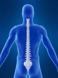 Spine, back