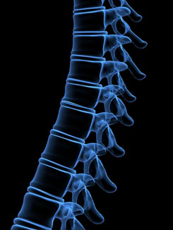 Spine, back